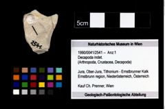 Foto (Objekt + Etikett) von Decapoda indet.  (NHMW-GEO-1990-0041-2541)